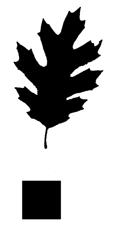 black oak leaf image after processing