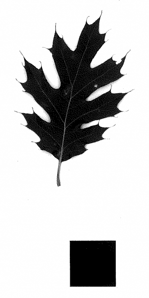 scan of a black oak leaf